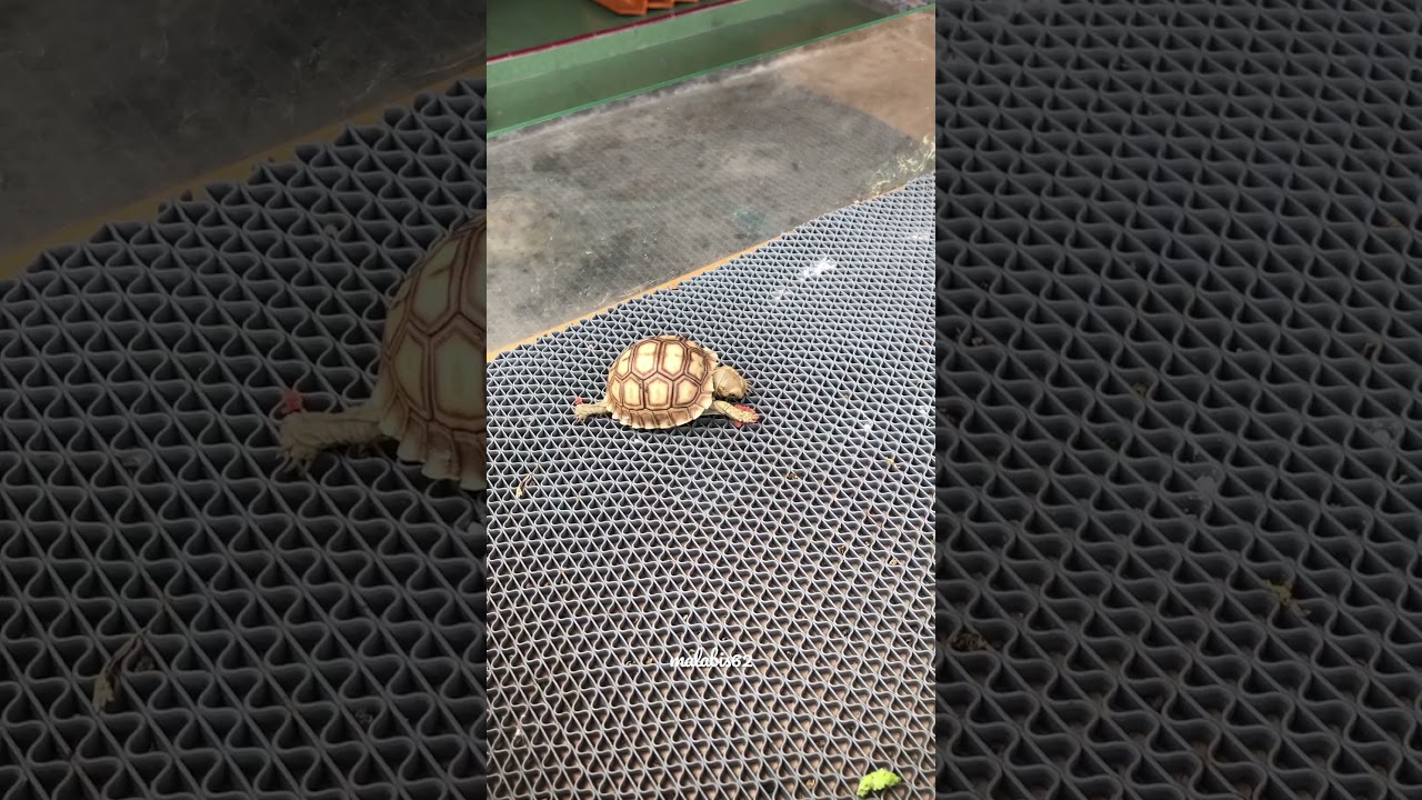 Kura Sulcata MBD mulai sembuh 