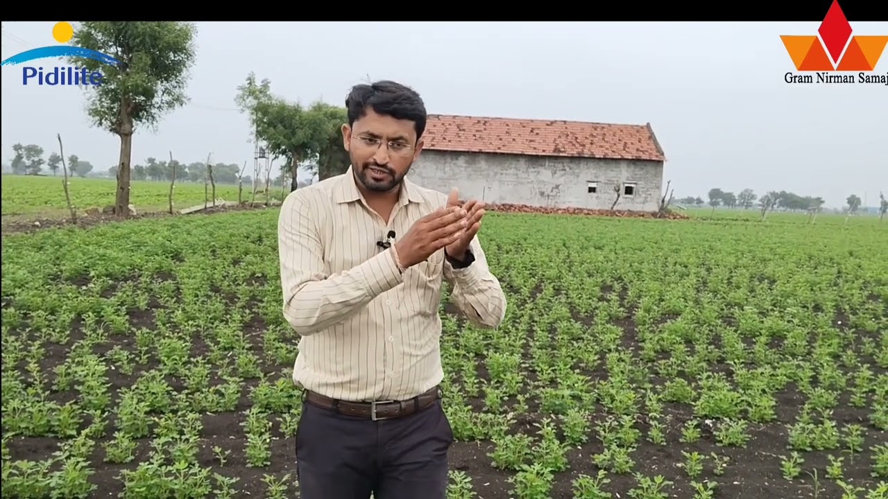 મગફળી પીળી પડવાના કારણો અને તેના ઉપાયો Reason and Solution of yellowing in Groundnut
