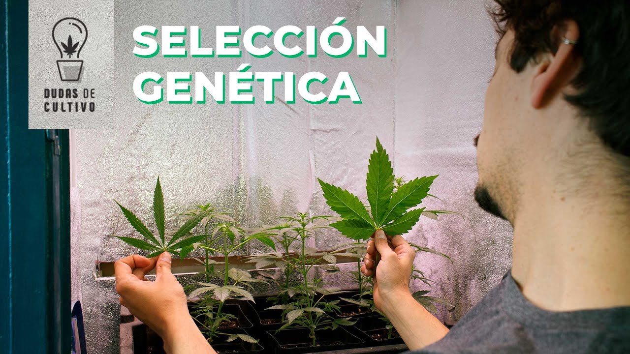 C&Oacute;MO SELECCIONAR GEN&Eacute;TICAS DE CANNABIS