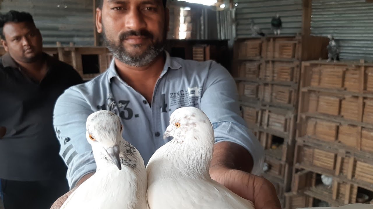 ডলার ভাইয়ের ২৫০+ কবুতরের most🥰💝 wonderful🙈 video খড়খড়ি, রাজশাহী। #viralvideo #viral পর্ব -১.