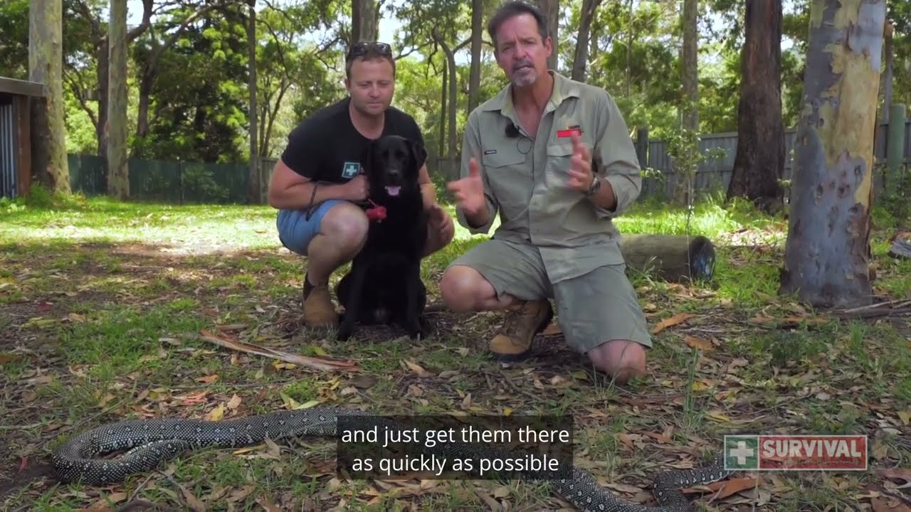 What If My Dog Gets Bitten By a Snake?