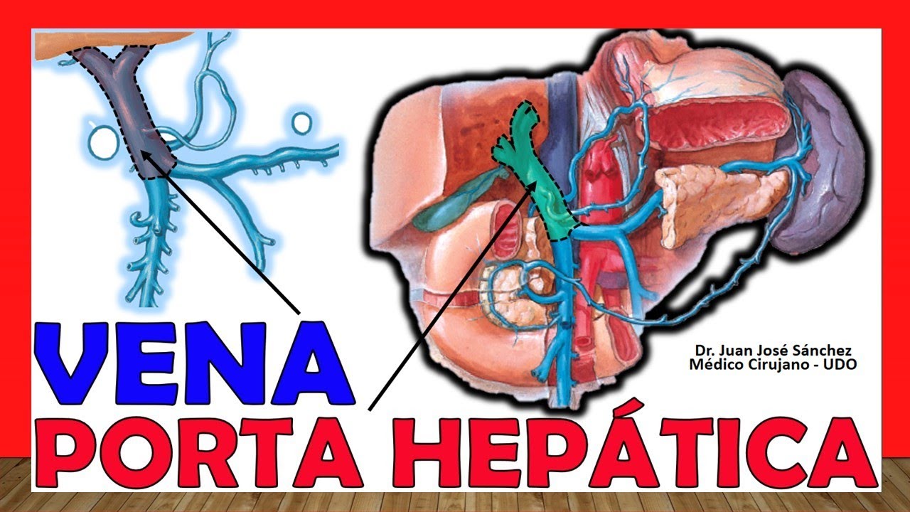 🥇 VENA PORTA-HEPÁTICA. (Conformación, Tributarias, Relaciones). ¡Fácil Explicación!