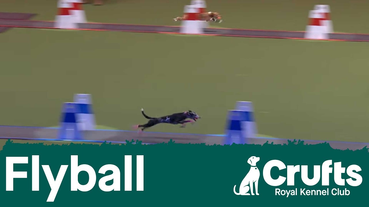 Flyball Semi-Finals followed by the Finals | Crufts 2026