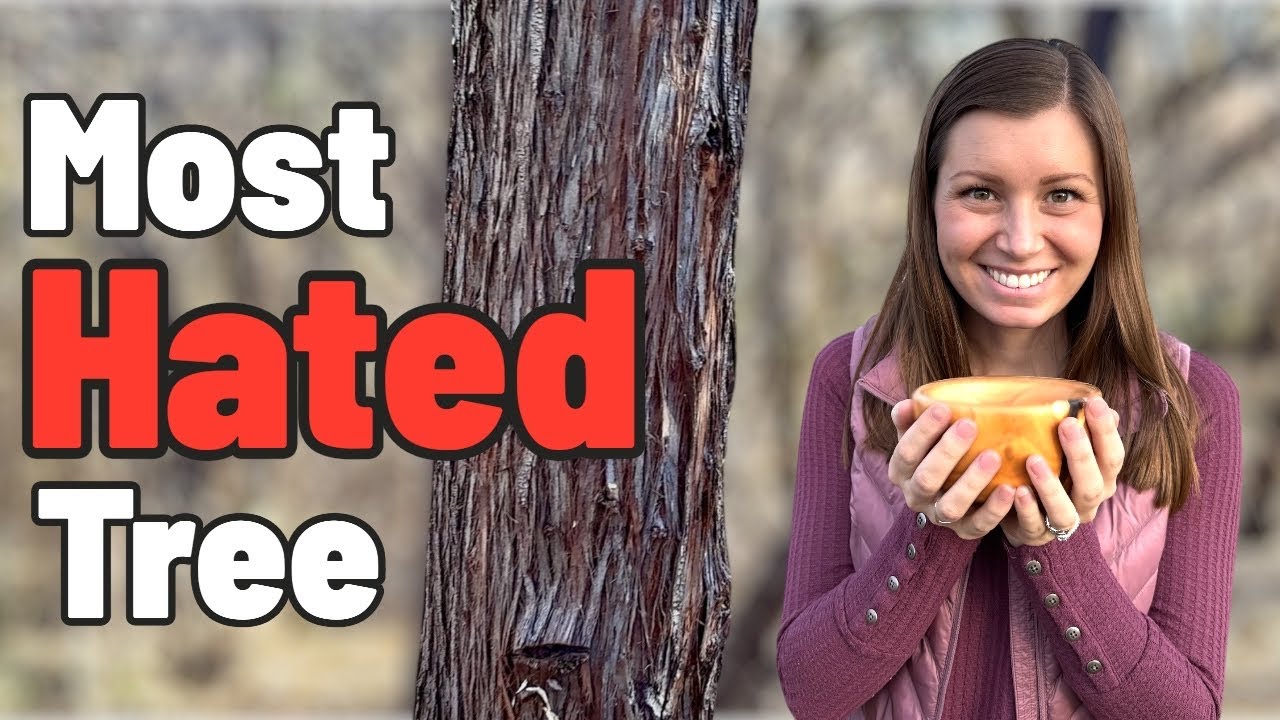 Everyone Hates This Tree - Except Her