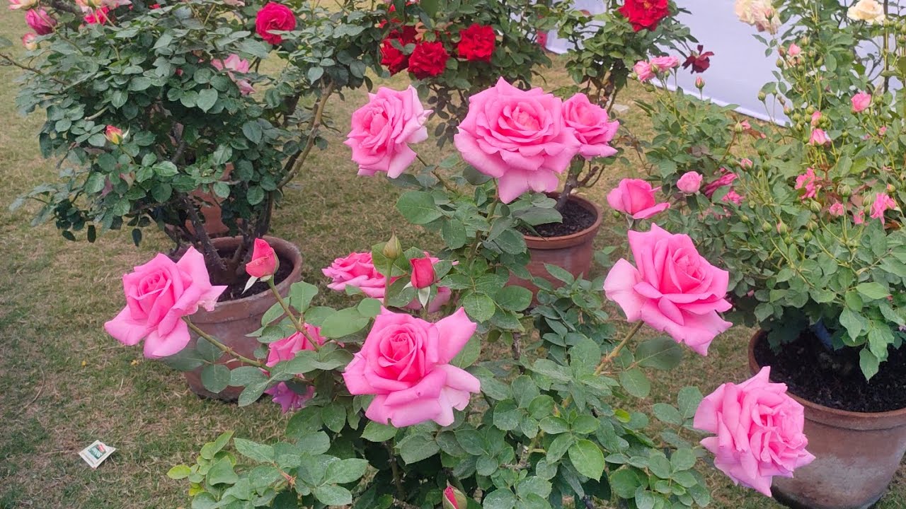 নব বারাকপুর পুষ্পমেলা  , New barrackpore flower show #rose  #flowers #গোলাপফুল