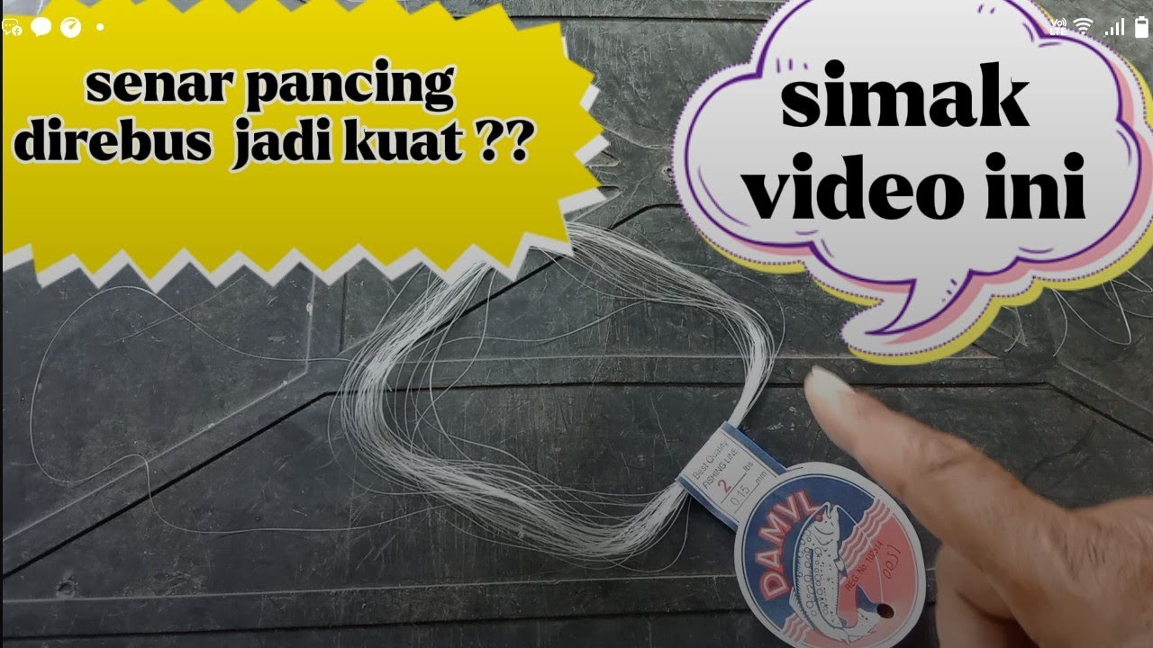 SENAR PANCING DIREBUS JADI KUAT?? SIMAK VIDEO INI