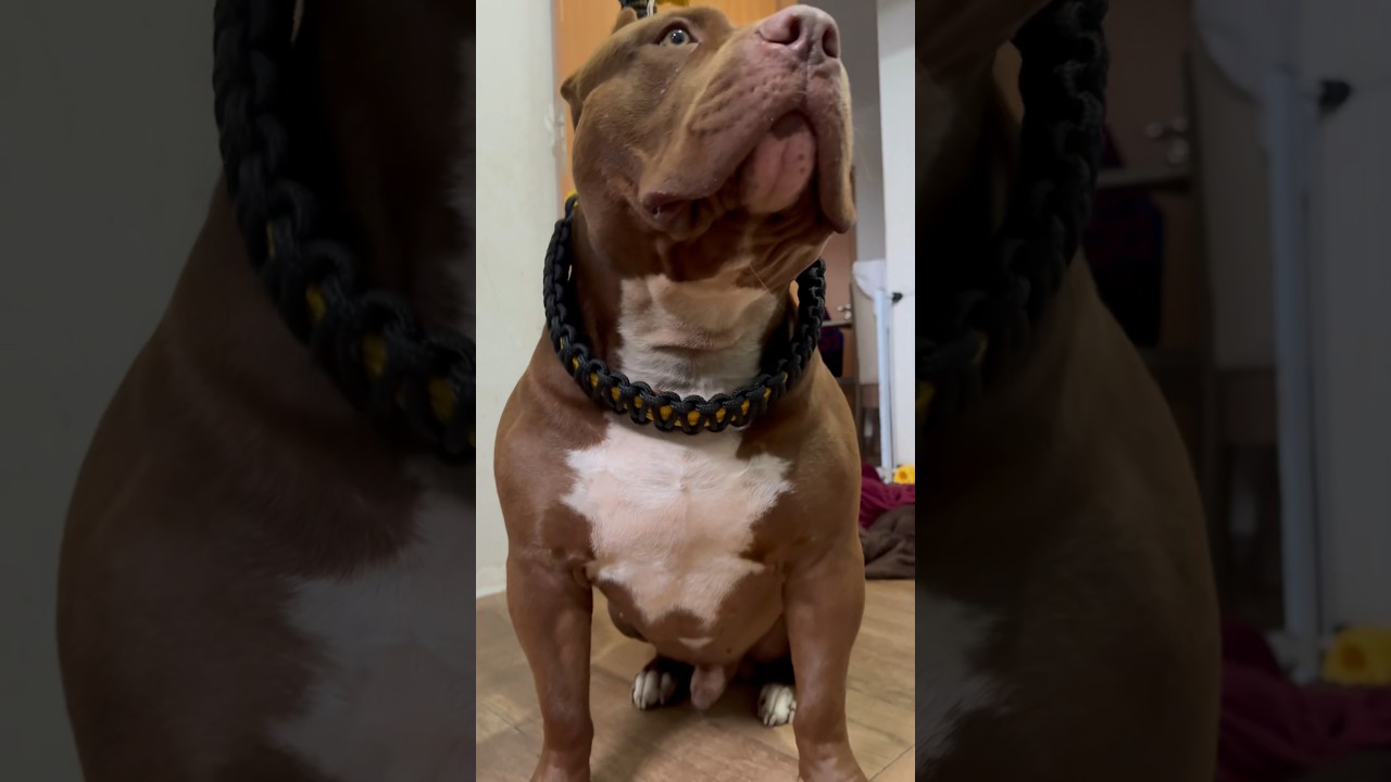 Handmade Brazilian Unified Leash XTREME we ship worldwide 