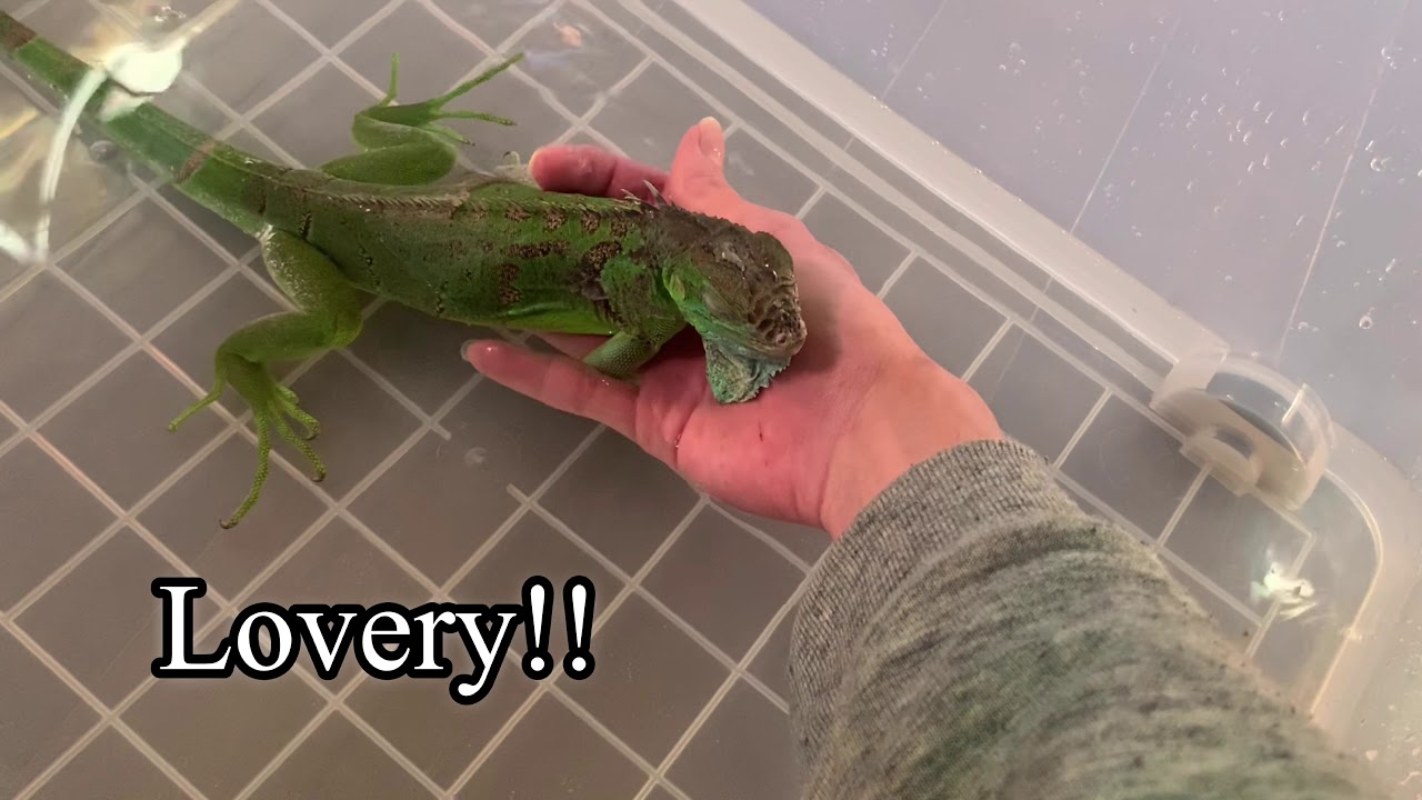 Iguana first time warm bath!! Going crazy!! イグアナ初めての温浴。狂ったように暴れる…