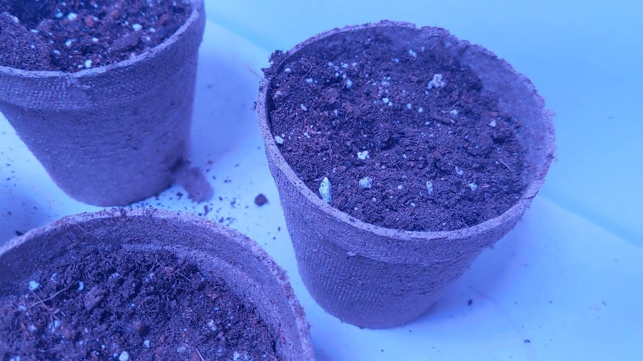 Novice Grower: Quick Daily Cannabis Vlog Ep. 3