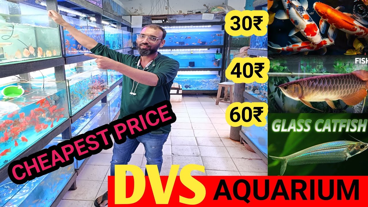 Dvs Aquarium Fish Shop | Kurla Aquarium Fish Market | Mumbai Fish market |Dvs Aquarium Kurla