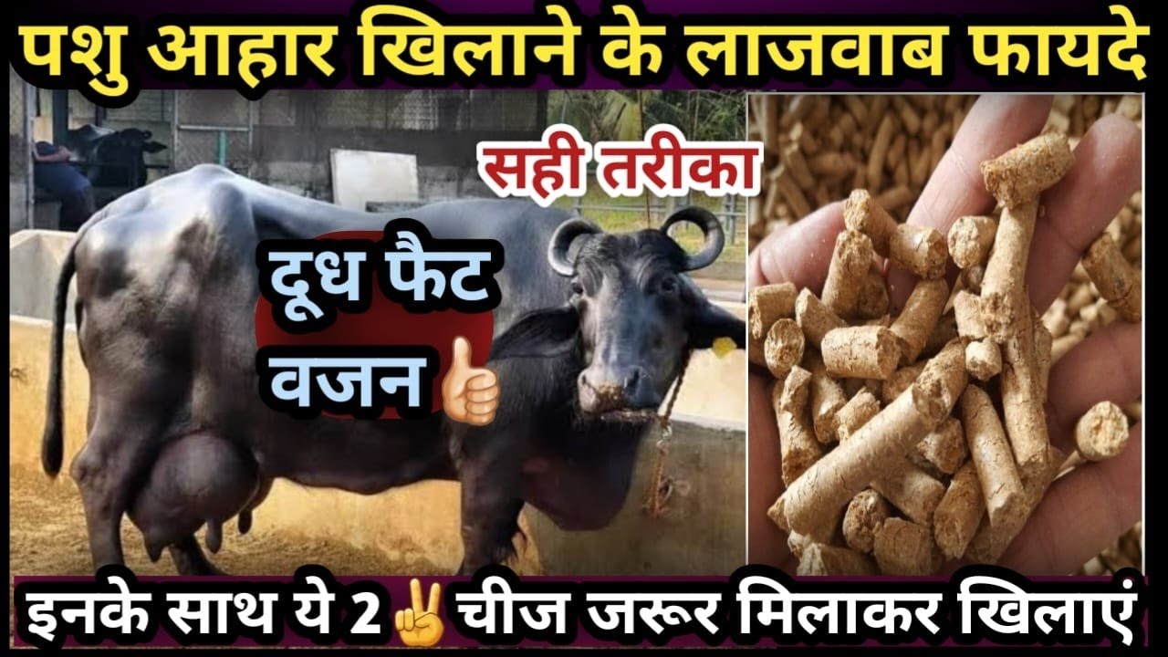 पशुओं को पशु आहार खिलाने के लाजवाब फायदे 👍||इनके साथ ये 2✌️चीज जरूर मिलाकर दे Pashu Aahar
