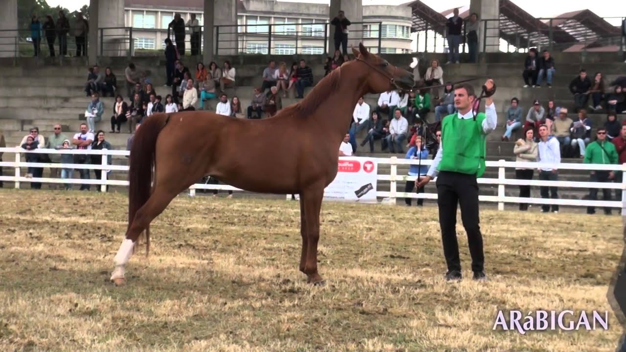 Caballos árabes en Semana Verde Silleda 2013. Campeonatos Senior