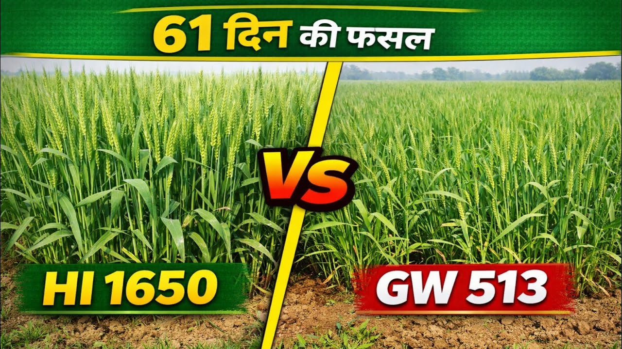 61 दिन पर गेहूं HI 1650 और GW 513 की अवस्था । गेहूं में पहले  स्प्रे का रिजल्ट । Gehun ki kheti ।