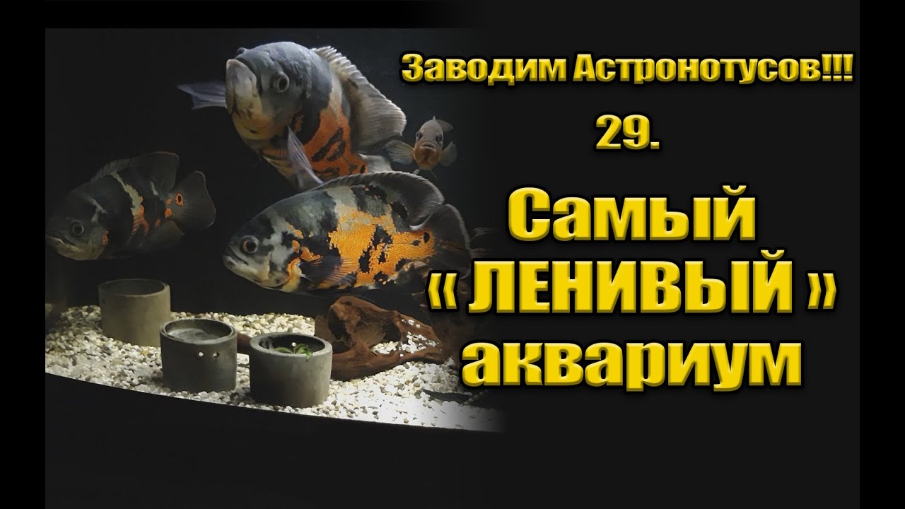 Заводим Астронотусов!!! 29. Самый 