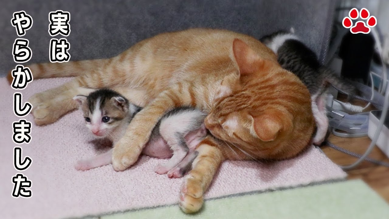 子猫と仲良し、母性全開のミエル…実はその直前に大変なことが起きていました【瀬戸のステラ＆クロエ日記】