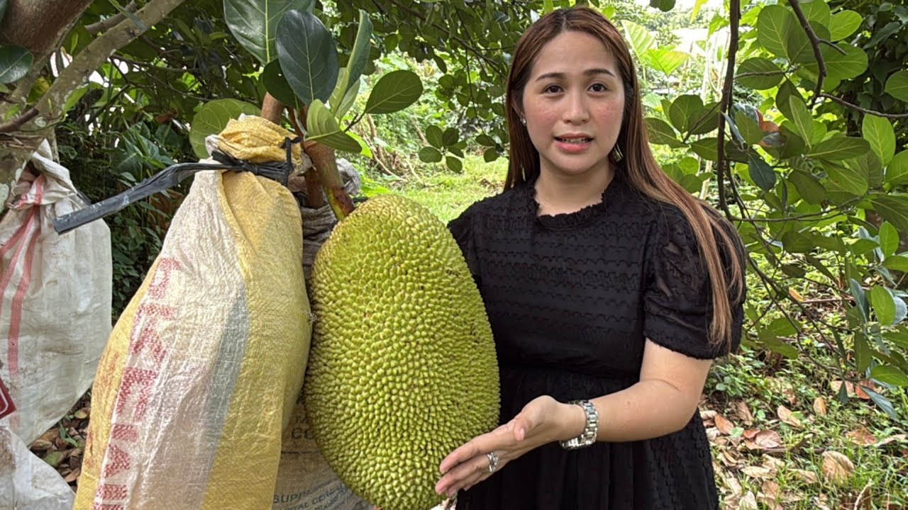 Sweetest Jackfruit, Passive Income after 3 to 5 years