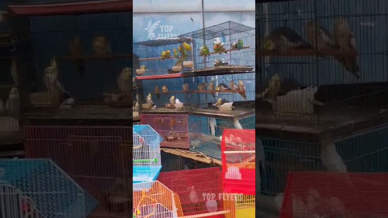 Coimbatore pets market🕊 / review in tamil / #pigeon #birds #pets #pigeonslovers
