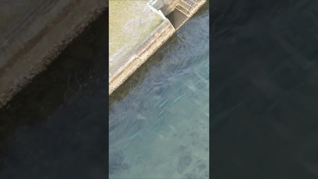 Kingfish go CRAZY in 2 feet of water and I HOOK UP! #fishing #fishingvideo #kingfish