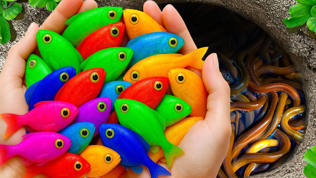 Catch Stunning Freshwater Aquarium Fish in Small Pond, Tiger Guppies, Carp, Eels, Turtles, Koi Fish
