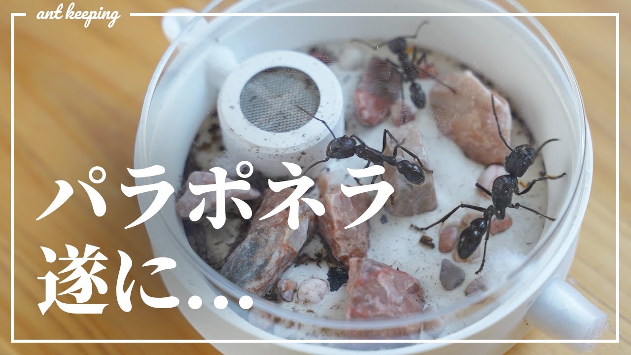 パラポネラ(サシハリアリ)を飼育する。【3cm巨大ハリアリ】