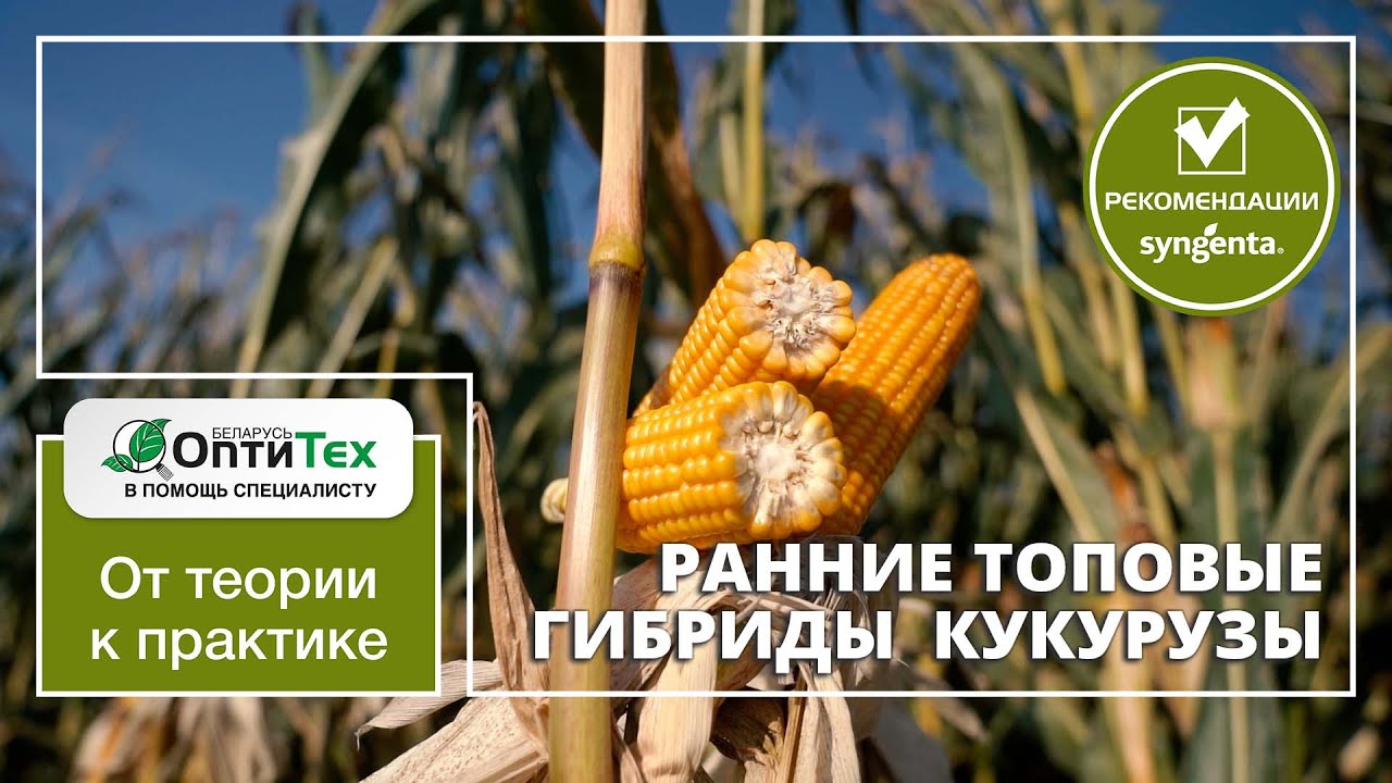 Ранние топовые гибриды кукурузы Сингента. СИ Талисман ФАО 180 и СИ Абелардо ФАО 200