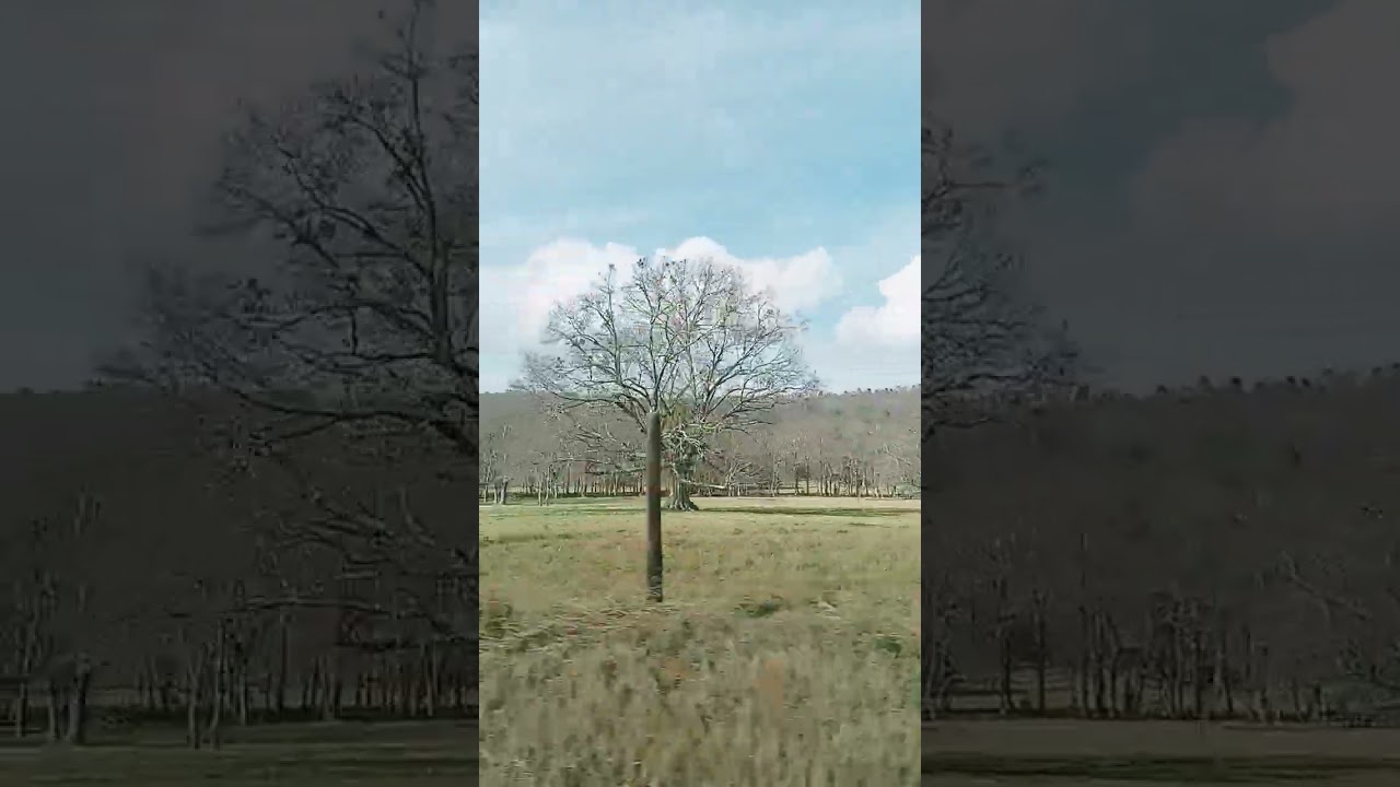 Backwoods Of Alabama