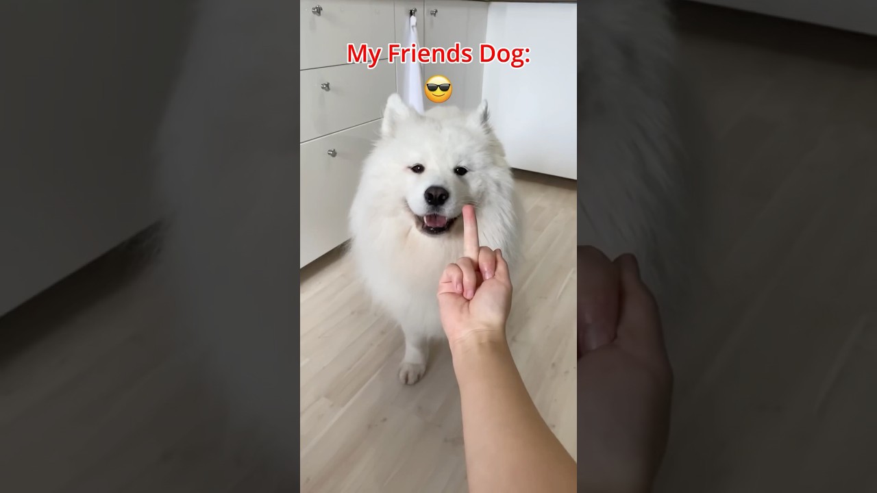 My Dog Vs. My Friends Dog 🤣🦮