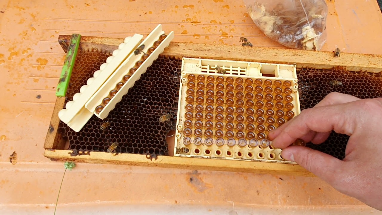 Test de productie laptisor de matca cu Baretele de cupule de la Nicot