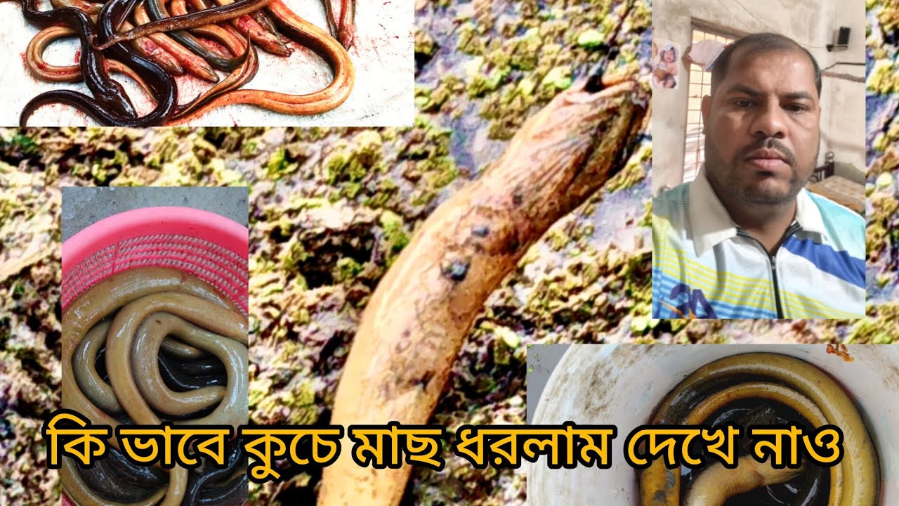 ধান জমি থেকে প্রচুর কুচে মাছ ধরলাম#big #ellfishing #viral #volg #vido