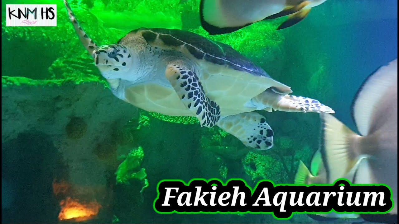 Fakieh Aquarium Jeddah | فقيه أكواريوم جده | Al fakieh aquarium