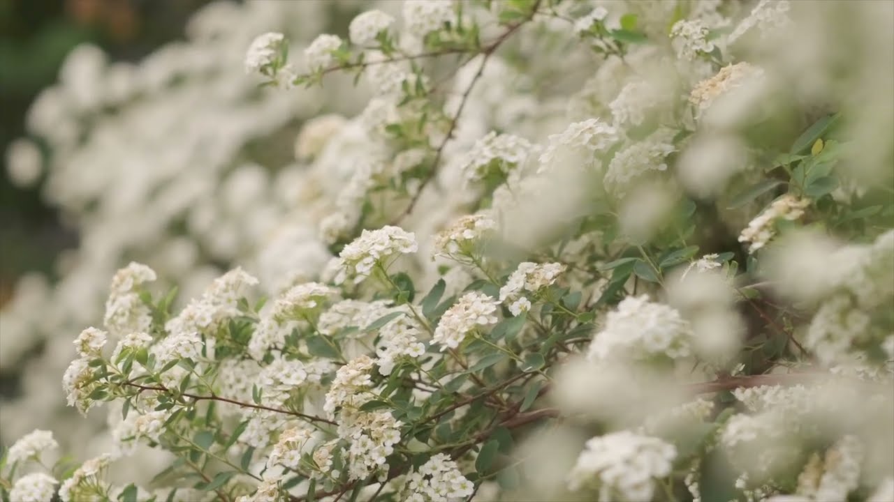 Tender Song - MaSssuguMusic | Official Music Video