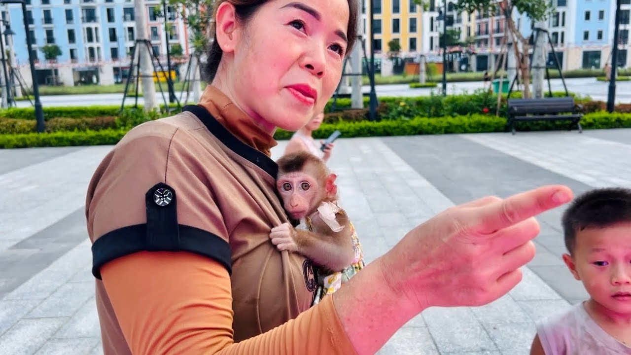 cute moment of baby monkey Tina watching water music with her mother