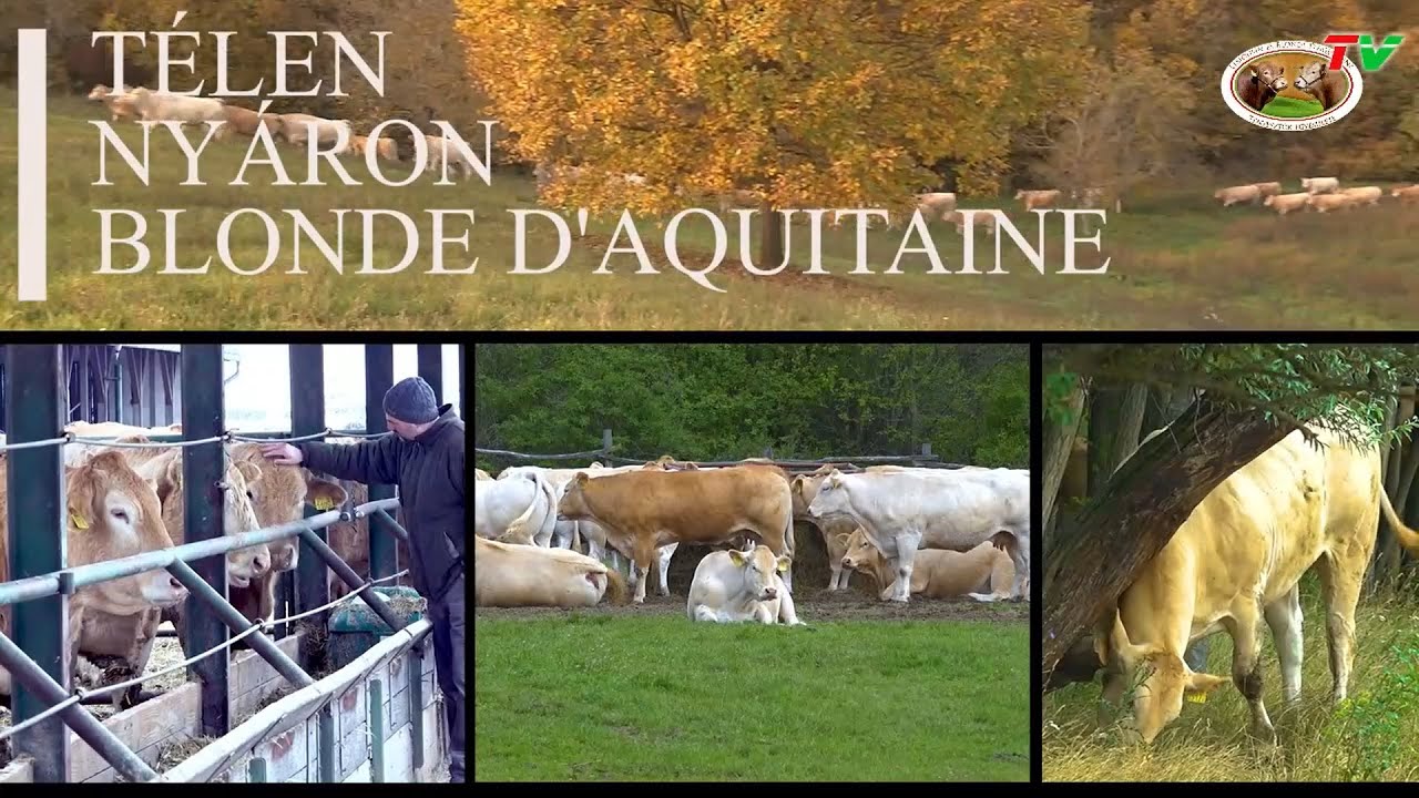 49./2023. TÉLEN-NYÁRON BLONDE D'AQUITAINE - Dörögdi Mező Kft.