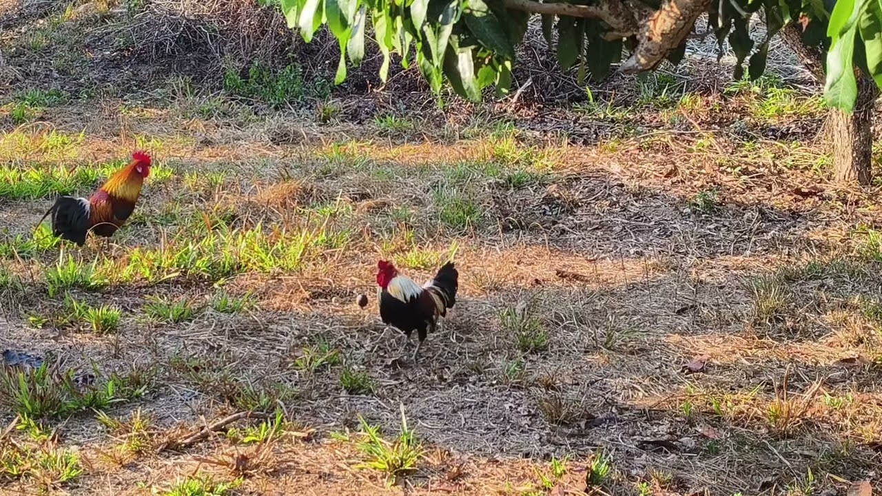 ต่อไก่แบบหมานๆ