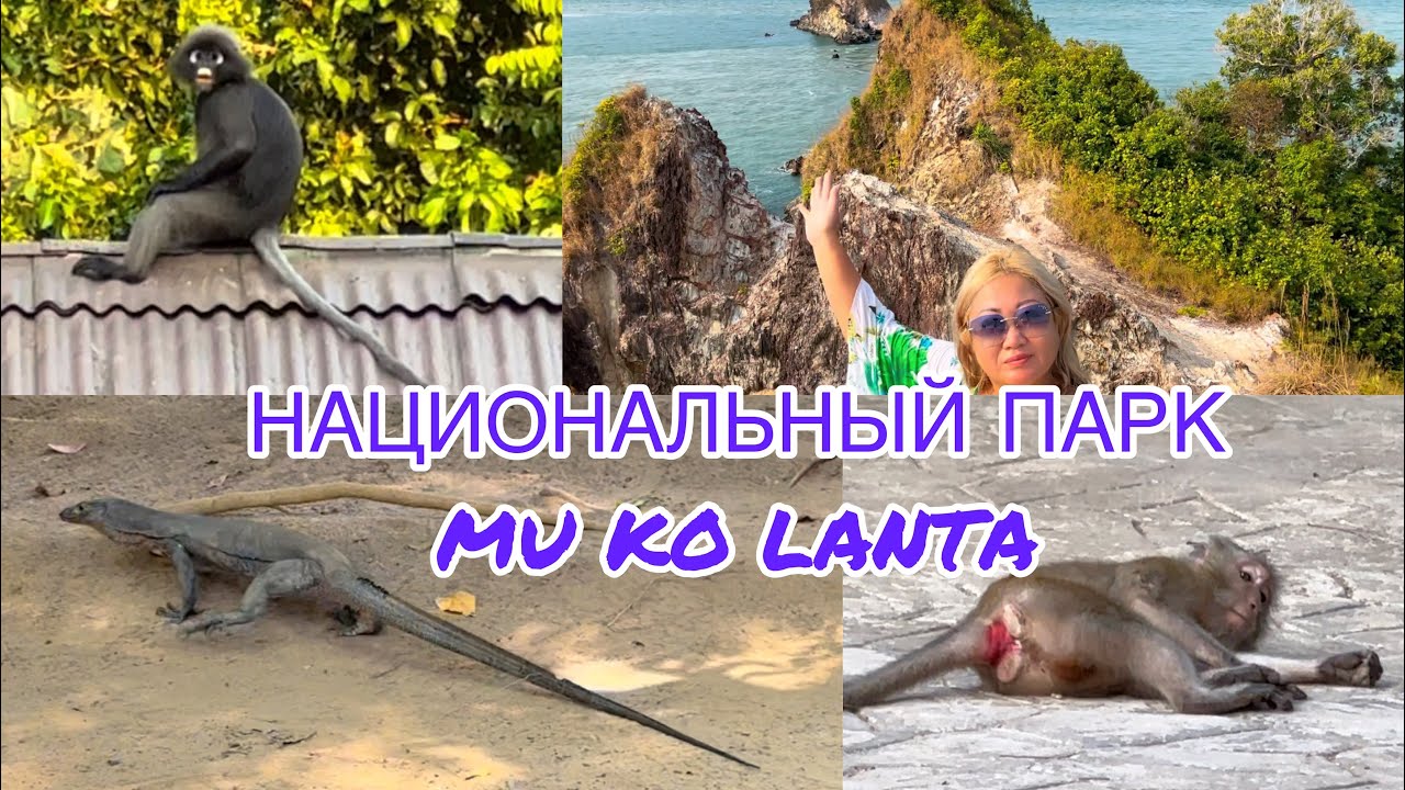 ОБЕЗЬЯНА РОЖАЕТ?!/НАЦИОНАЛЬНЫЙ ПАРК MU KO LANTA /НАКОНЕЦ УВИДЕЛИ ЛАНГУРОВ ! /МАЯК КО ЛАНТА /ТАИЛАНД