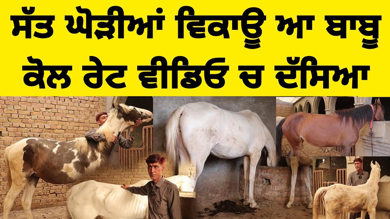 ਸੱਤ ਘੋੜੀਆਂ ਵਿਕਾਊ ਆ ਬਾਬੂ ਕੋਲ ਰੇਟ ਵੀਡਿਓ ਚ ਦੱਸਿਆ