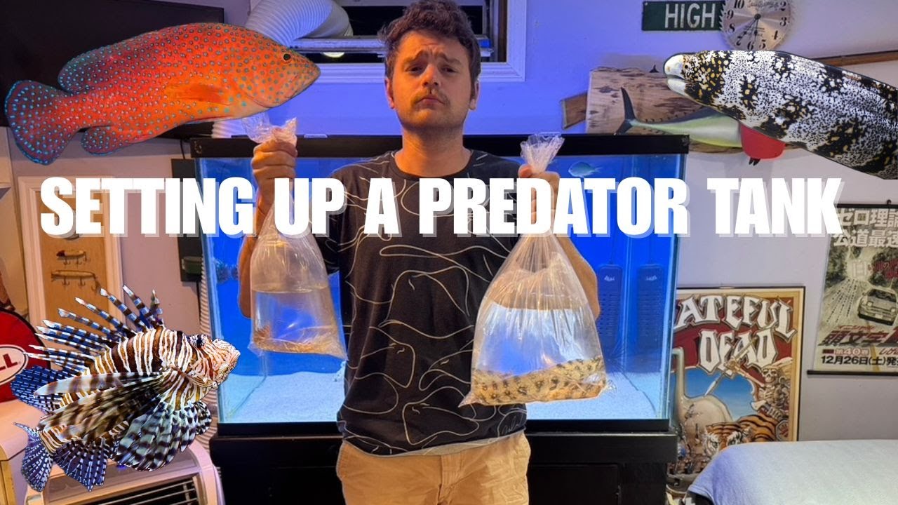 HOW TO: set up a saltwater PREDATOR aquarium!!