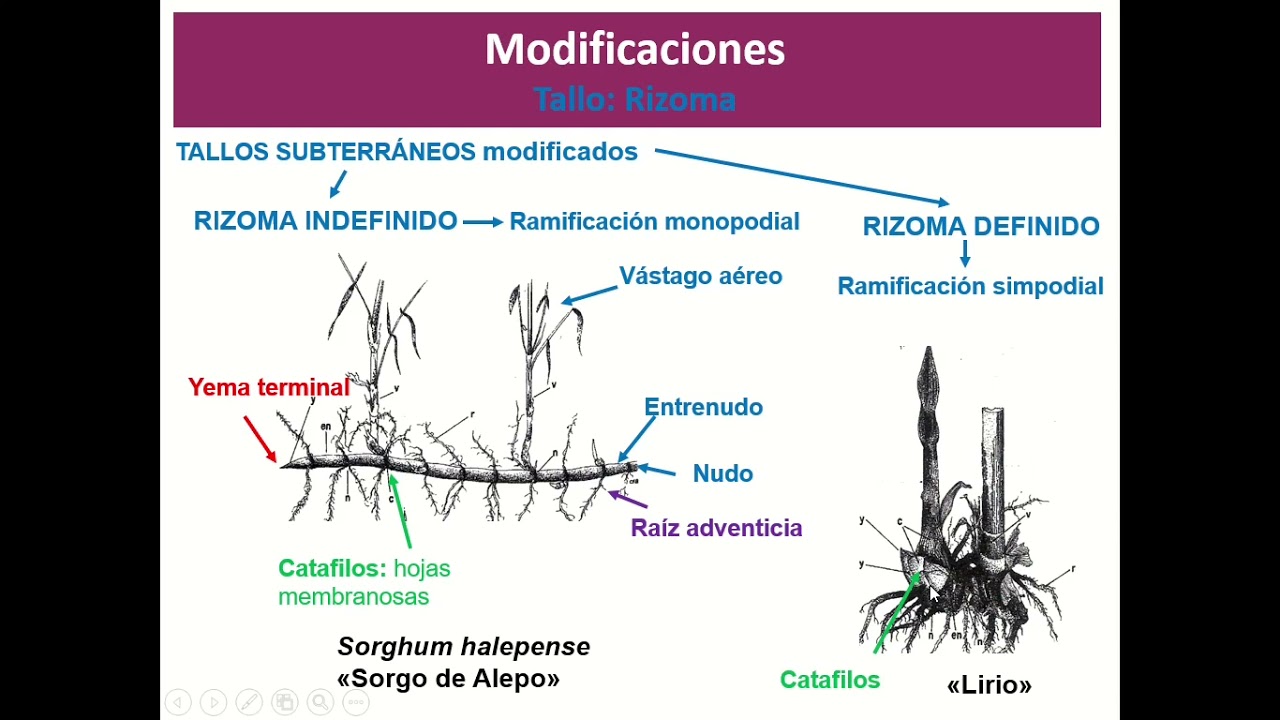 Clase 5 Modificaciones de tallo y raíz Raunkiaer