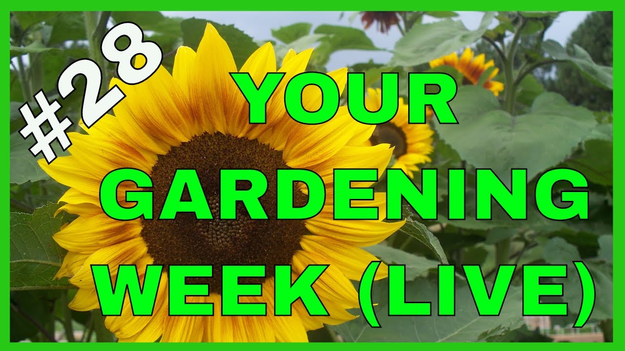 Your Gardening Questions Answered (Q&A)