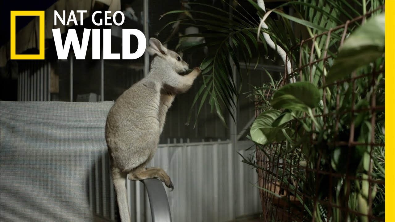 The Not-So-Sweet Side of Raising A Wallaby | Kangaroo Dundee
