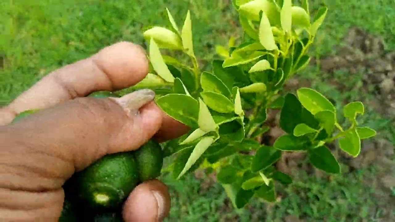 Paano palusugin ang kalamansi sa luob NG anim na araw