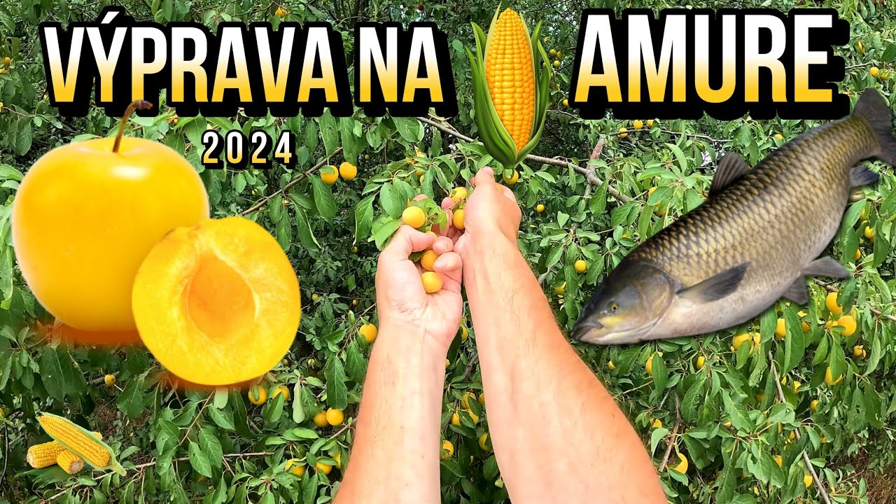 Lov Amura - Výprava🌽🍊🐳 Lov Amurů Amurov 🌞 na kukuricu a špendlíky - mirabelky ▪ Rybárske Videá