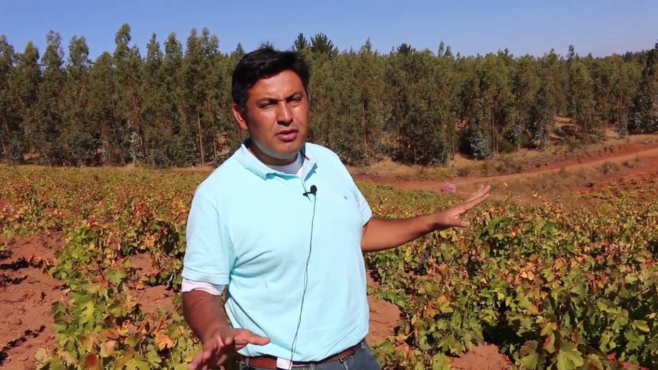 Gobelet vines & traditional Chilean viticulture in Itata with De Martino agronomist Renan Cancino