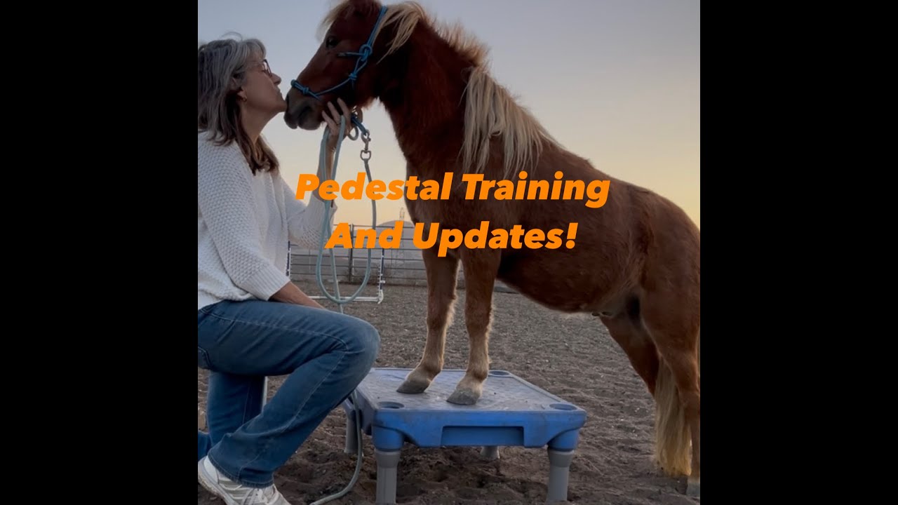 Miniature Horse Pedestal Training and Fun Ranch Updates!