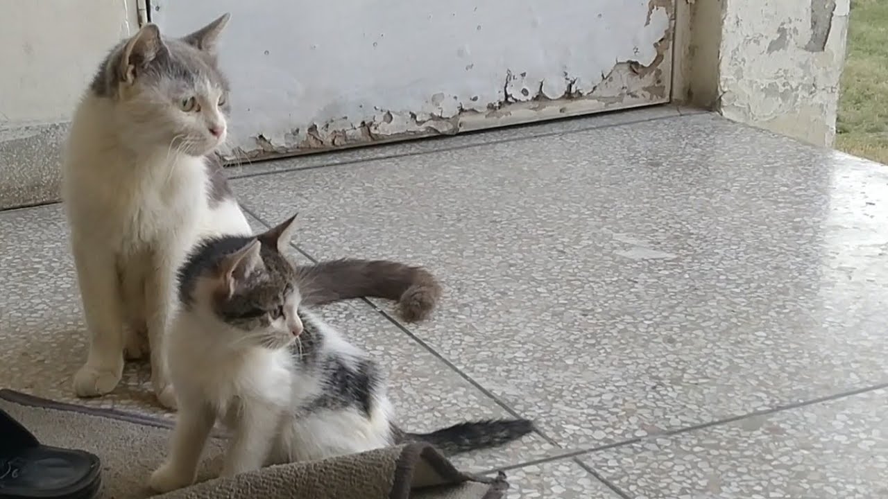 Mother Cat Weaning Her Kittens But Kittens Are Not Giving Up