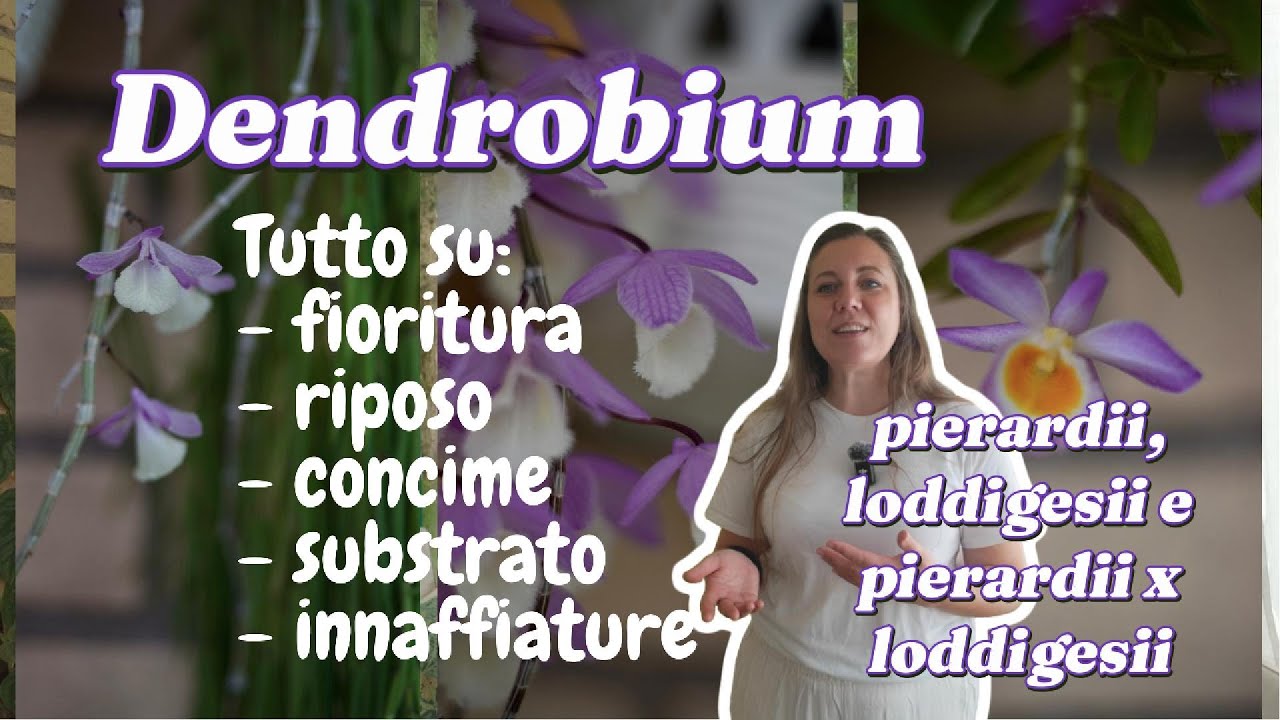 I trucchi per far rifiorire i dendrobium! Tutto su riposo, concime, substrato, riposo e acqua.
