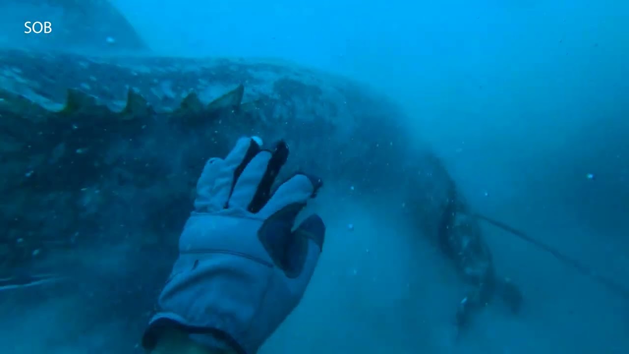 GROUPER SEARCH  / JEWFISH BATTLE @ 200ft