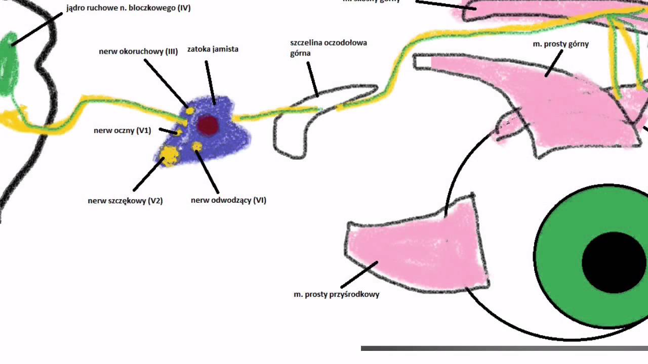 Anatomia - Nerw bloczkowy (IV)