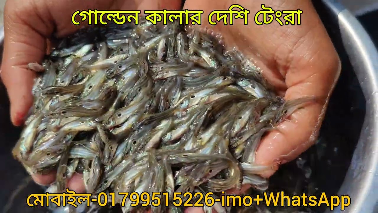 গোল্ডেন কালার দেশি টেংরা মাছ চাষ অল্প খরচে বেশি লাভ 01799515226