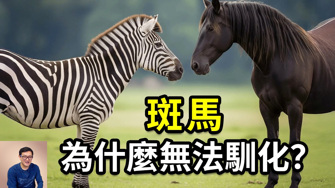 斑馬到底有多不可思議？黑白條紋竟然暗藏玄機！最瘋狂的馬科動物，無法被馴化的真正原因……【老肉雜談】#動物 #生物 #科普 #斑馬 #冷知識